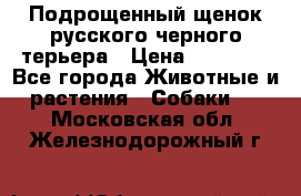 Подрощенный щенок русского черного терьера › Цена ­ 35 000 - Все города Животные и растения » Собаки   . Московская обл.,Железнодорожный г.